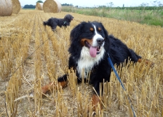 Bach and Rudi posing with round straw bales on a stubblefield. Own photo, licence: CC by-SA/ Creative Commons Attribution-Share Alike 3.0 Unported