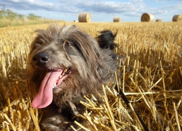 Rudi really likes the straw bales. Own photo, licence: CC by-SA/ Creative Commons Attribution-Share Alike 3.0 Unported