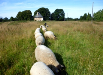 sheepline